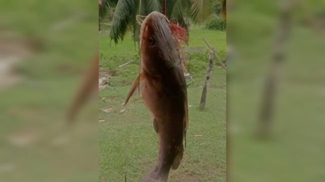 Penampakan ikan yang baru dipancing. [Istimewa]